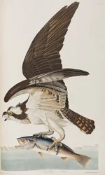 Illustration from 