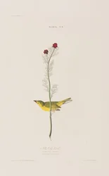 Illustration from 
