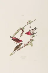Illustration from 