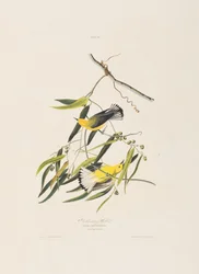 Illustration from 