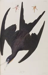 Illustration from 