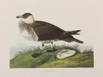 Illustration from 