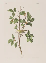 Illustration from 