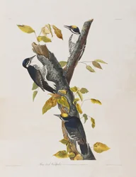 Illustration from 