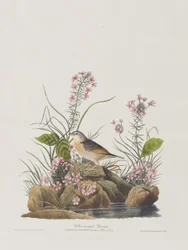 Illustration from 
