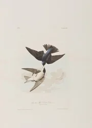 Illustration from 