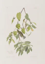Illustration from 