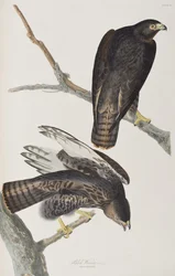 Illustration from 