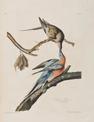 Illustration from 