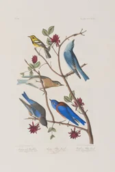 Illustration from 