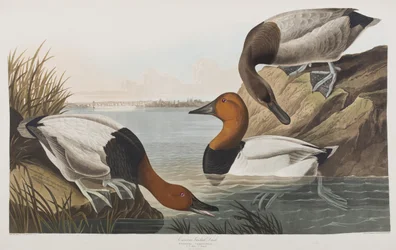 Illustration from 