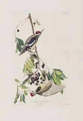 Illustration from 
