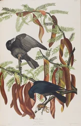 Illustration from 