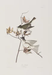 Illustration from 
