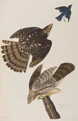Illustration from 