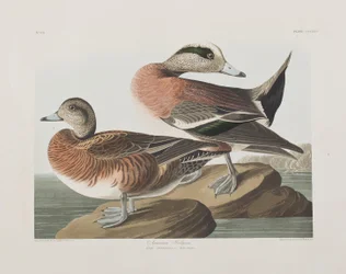 Illustration from 