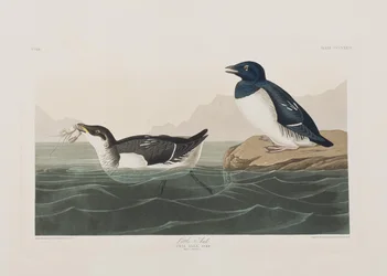 Illustration from 