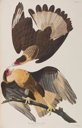 Illustration from 