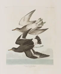 Illustration from 