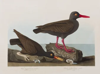 Illustration from 