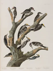 Illustration from 