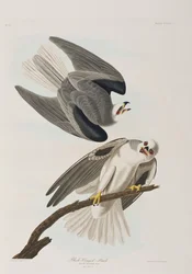 Illustration from 