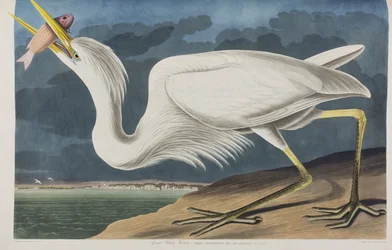 Illustration from 