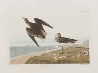 Illustration from 