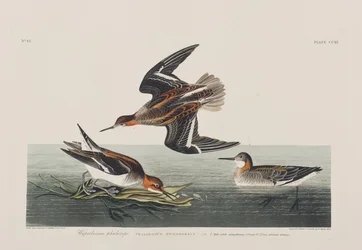 Illustration from 