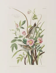 Illustration from 