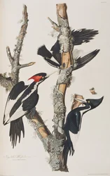 Illustration from 