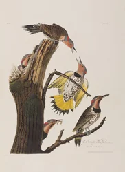 Illustration from 