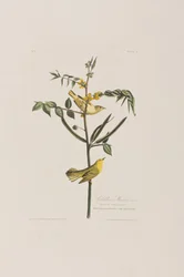 Illustration from 