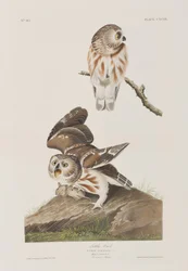 Illustration from 