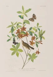 Illustration from 