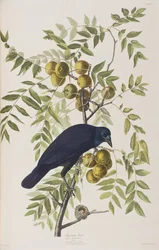 Illustration from 