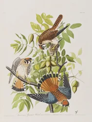 Illustration from 