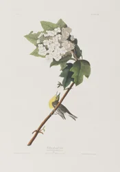 Illustration from 