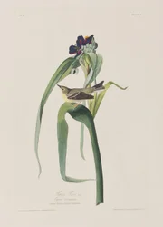 Illustration from 