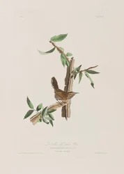 Illustration from 