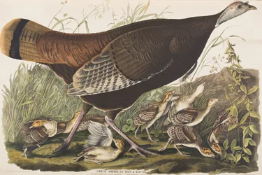 Illustration from 
