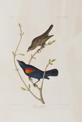 Illustration from 