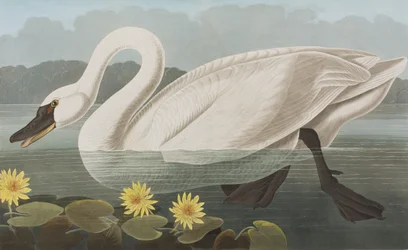 Illustration from 
