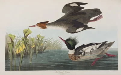 Illustration from 