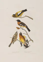 Illustration from 