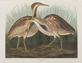 Illustration from 