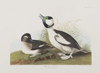 Illustration from 