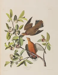 Illustration from 