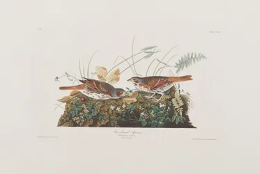 Illustration from 