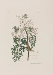 Illustration from 